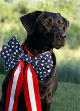 A patriotic American Labrador.