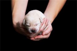 Positional Puppy Holds Are Carefully Implemented During a Puppies First Few Weeks. Newborn Kingridge Labrador puppy held in a supported head-up position