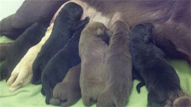 24 hour old Kingridge Kennel litter nursing with their mama 24 hour old Kingridge Kennel litter nursing with their mama