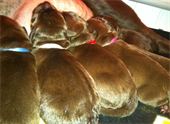 Cadbury, Dove, Nestle, Godiva & Hershey : -From left to right Cadbury, Dove, Nestle, Godiva & Hershey