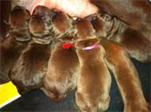 Five Chocolate Puppies : -First day of life Five Chocolate Puppies