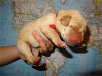 "Clay" : - red ribbon - boy - 13 7/8 oz. of pure Lab "Clay"