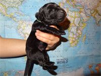 "Meadow" : - green ribbon - boy - 13 3/8 oz. of pure Lab "Meadow"