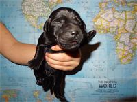 "Snowdrop" : - silver ribbon -boy - 13 3/8 oz. of pure Lab "Snowdrop"