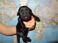 "Sky" : - aqua ribbon - boy - 11 3/4 oz. of pure Lab "Sky"