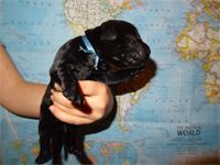 "River" : - blue ribbon - boy - 12 7/8 oz. pure Lab "River"