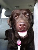 Shiloh coming home from the vet. Shiloh coming home from the vet.