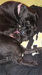 Little newborn lovable Labs