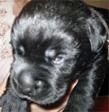 Black puppy with newly opened eyes