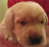 Yellow pup with eyes opened for the first time
