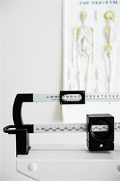 Scale to measure a Labrador dog weight