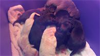 puppies only 10 minutes old
