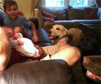 Introducing the new baby to our Labradors for the first time