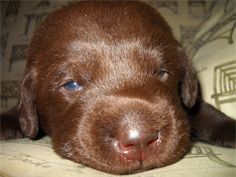 Sir Onyx is a lighter chocolate Labrador pup with blue eyes.