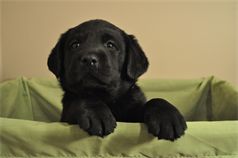 Sir Diamond at 5 Weeks