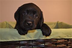 Sir Emerald at 5 Weeks