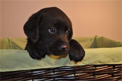 Sir Jasper at 5 Weeks