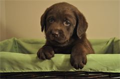Sir Topaz at 5 Weeks