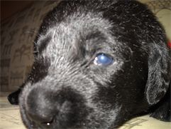 Sir Jasper is a puppy with dark eyes, although they look blue here.