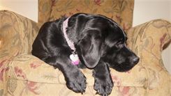 Waiting to meet her puppies.