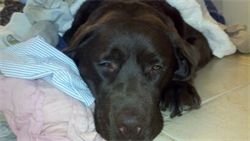 Shiloh resting in the laundry that I am trying to get done before the puppies arrive!
