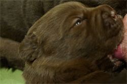 One puppy with his eyes newly opened