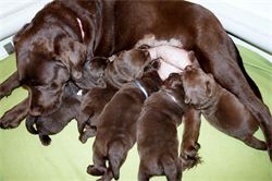 The litter is growing and changing with each passing day