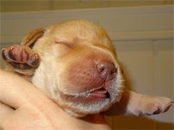 Pigment is starting to come in on the yellows.