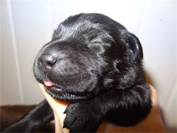 The black puppies will not change in pigment... What you see is what you get.
