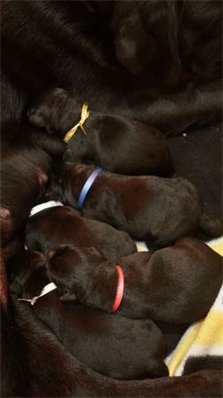 Puppies nursing on Mama