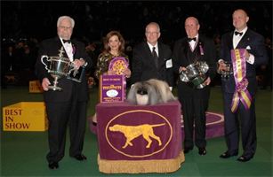 The 2012 Westminster Best in Show Winner