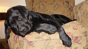 Eden our sweet black Lab getting ready for labor.