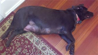 Shiloh is growing larger with each passing moment.