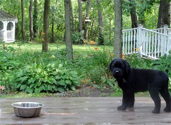 Our Lab puppy River outside enjoying the sunshine