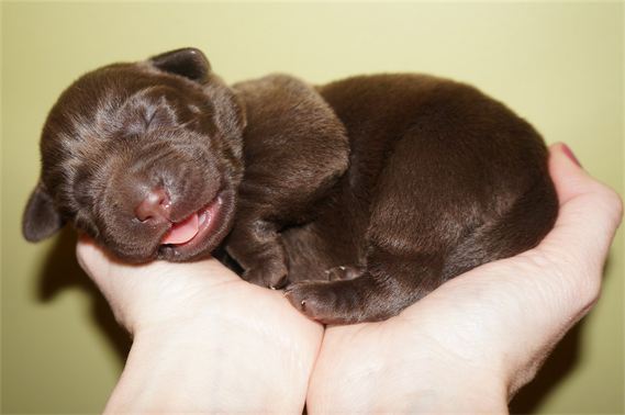 5 Day Old Chocolate Lab Puppy