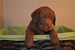 Sir Onyx at 5 Weeks