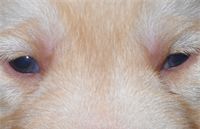 Lady Quartz is one of the yellow female puppies with blue eyes.