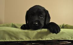 Sir Sapphire at 5 Weeks