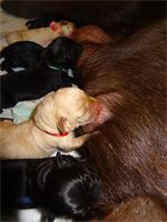 Happily nursing