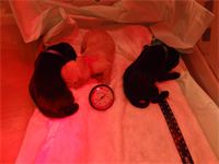 Pups in the incubator