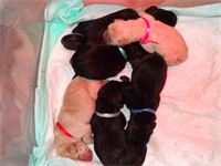 More puppies