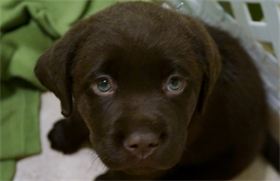 Hershey