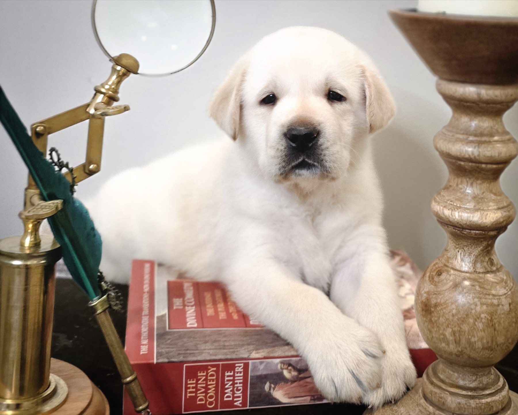 Dante posed with books and a green feather