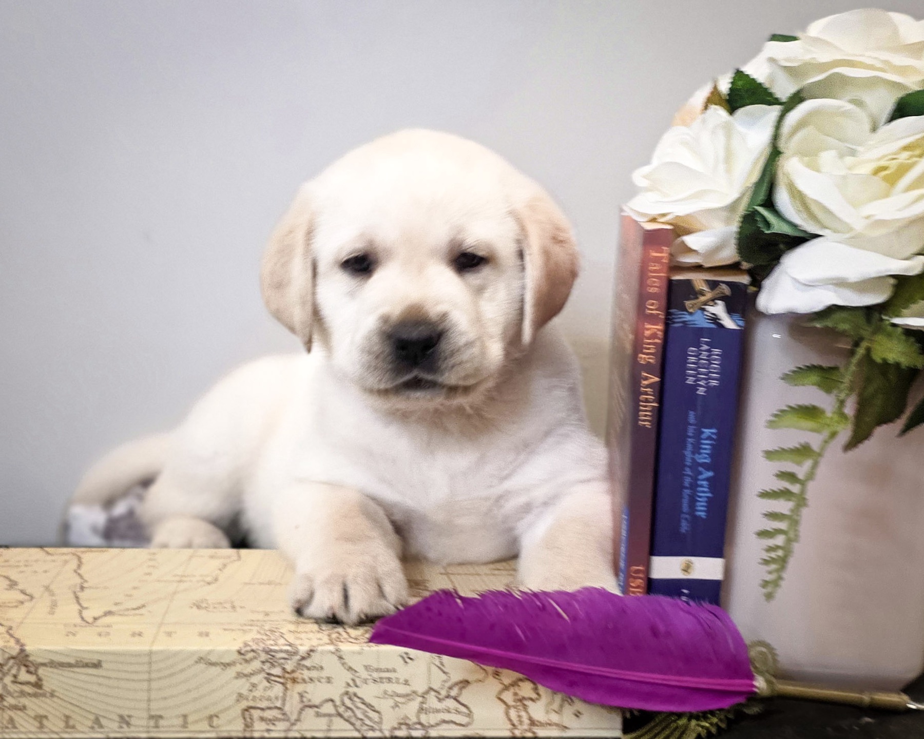 Guinevere posed beside books, flowers, and a purple feather