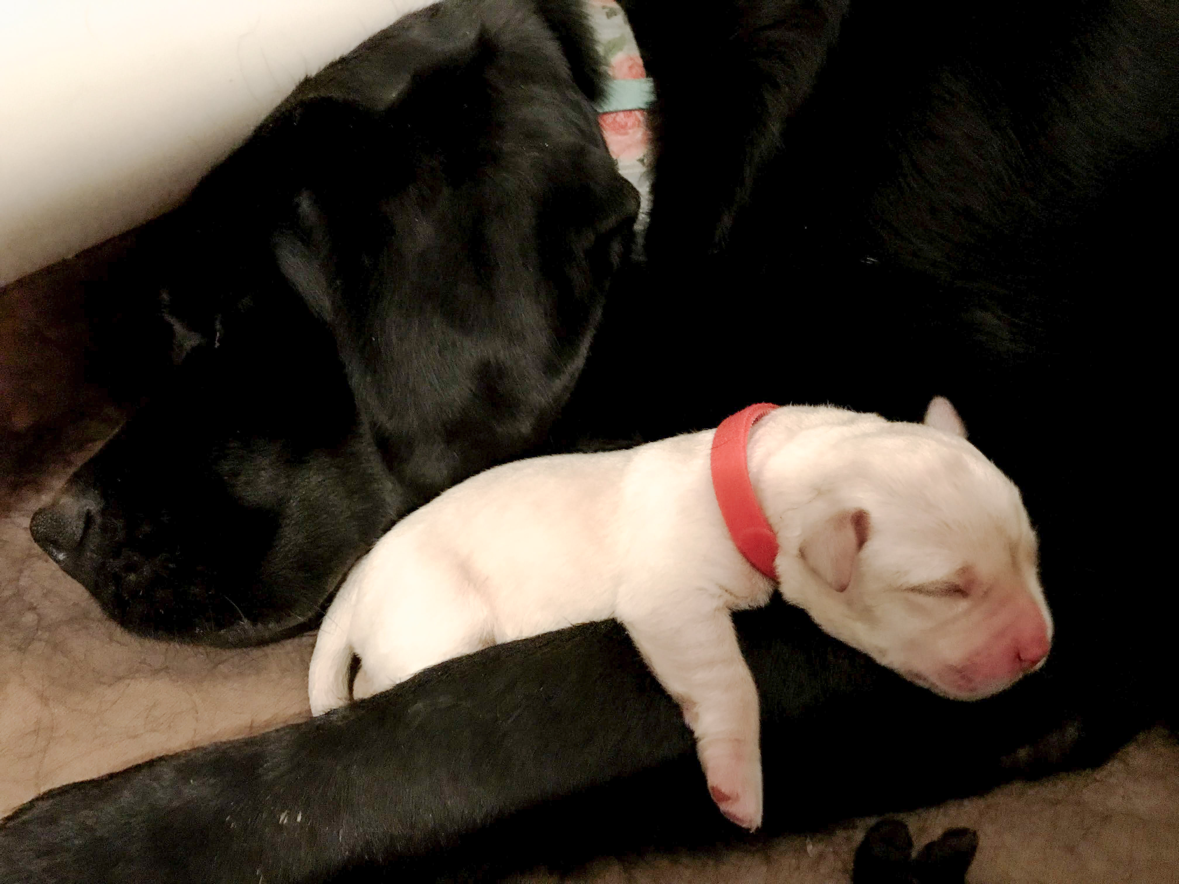 Black Labrador mother resting with her newborn yellow puppy