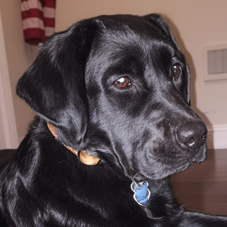 Black English Labrador Retriever