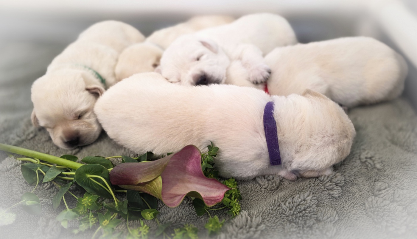 Cream English Labrador puppies resting beside cala lilies