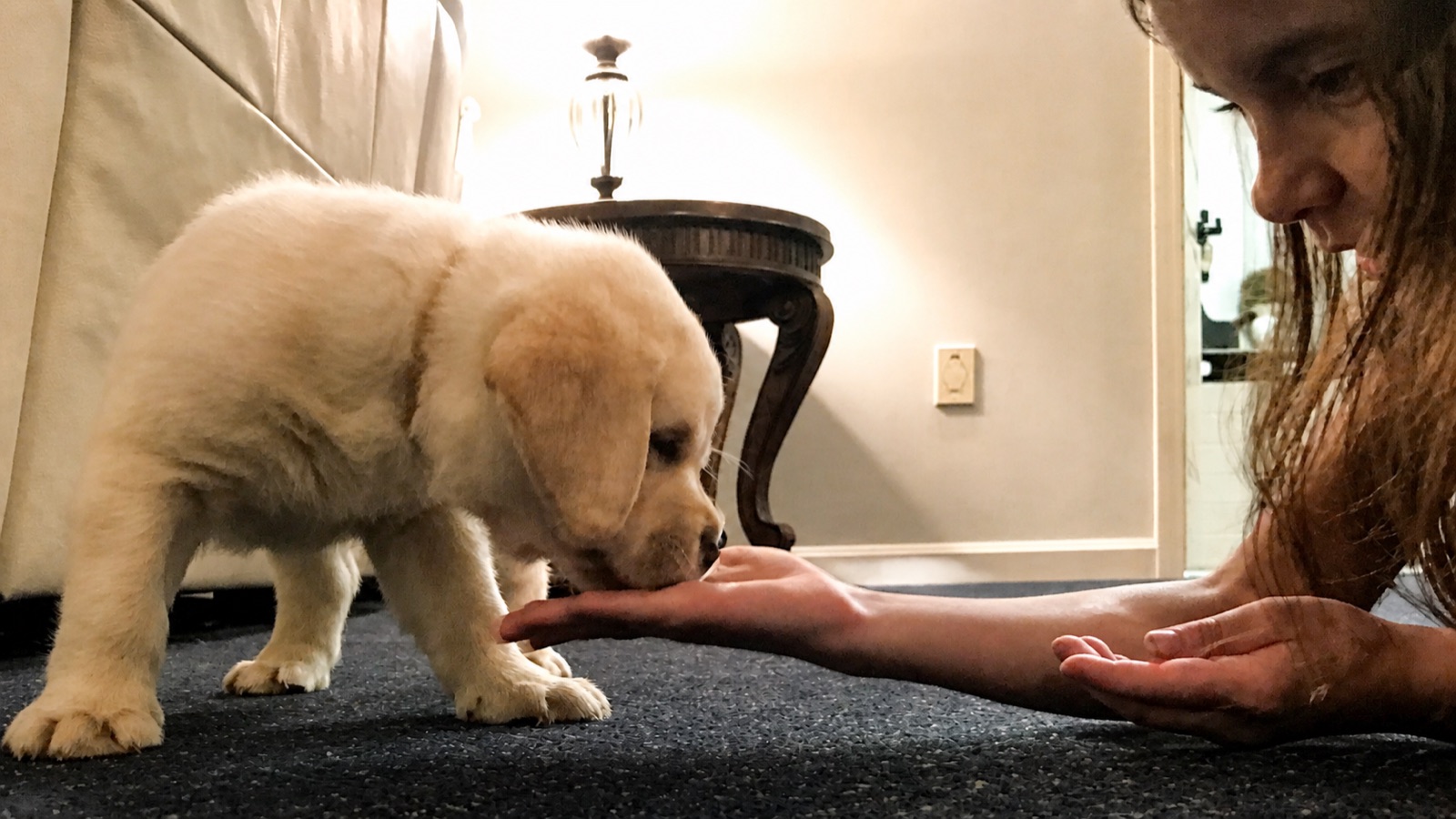 Young child rewarding a yellow Labrador puppy during training