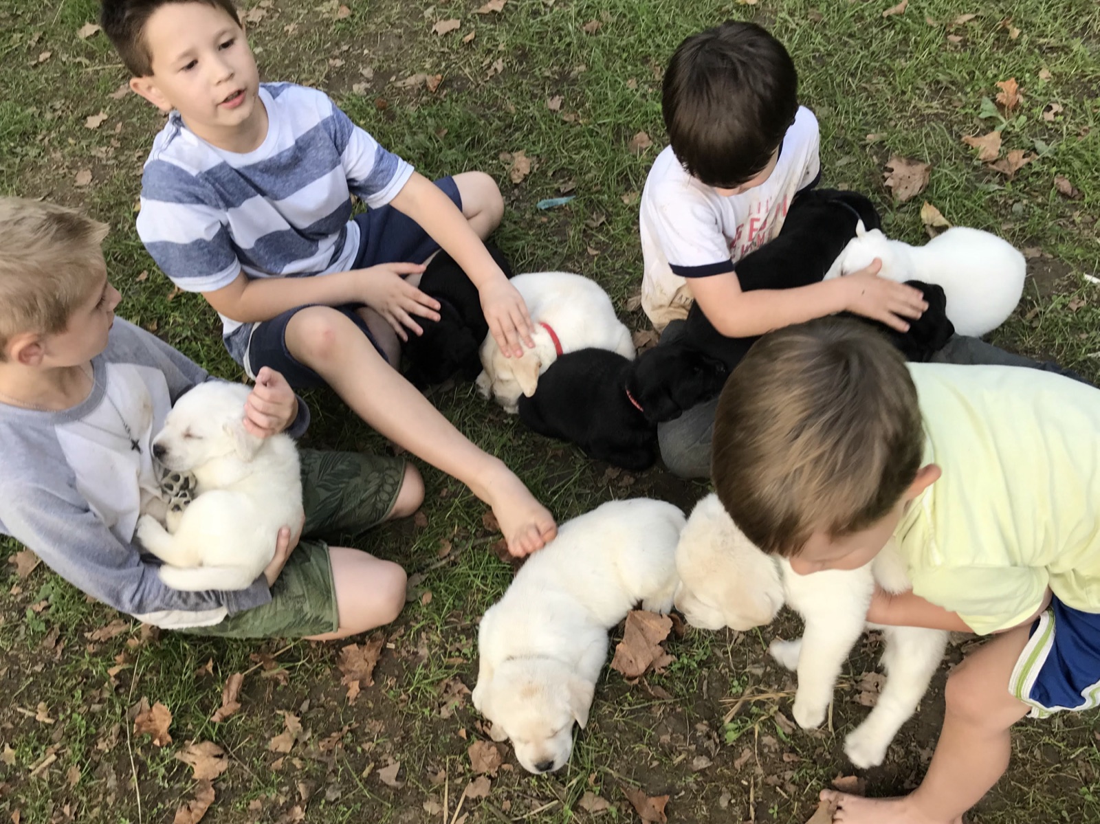 Kingridge children spending time with Labrador puppies