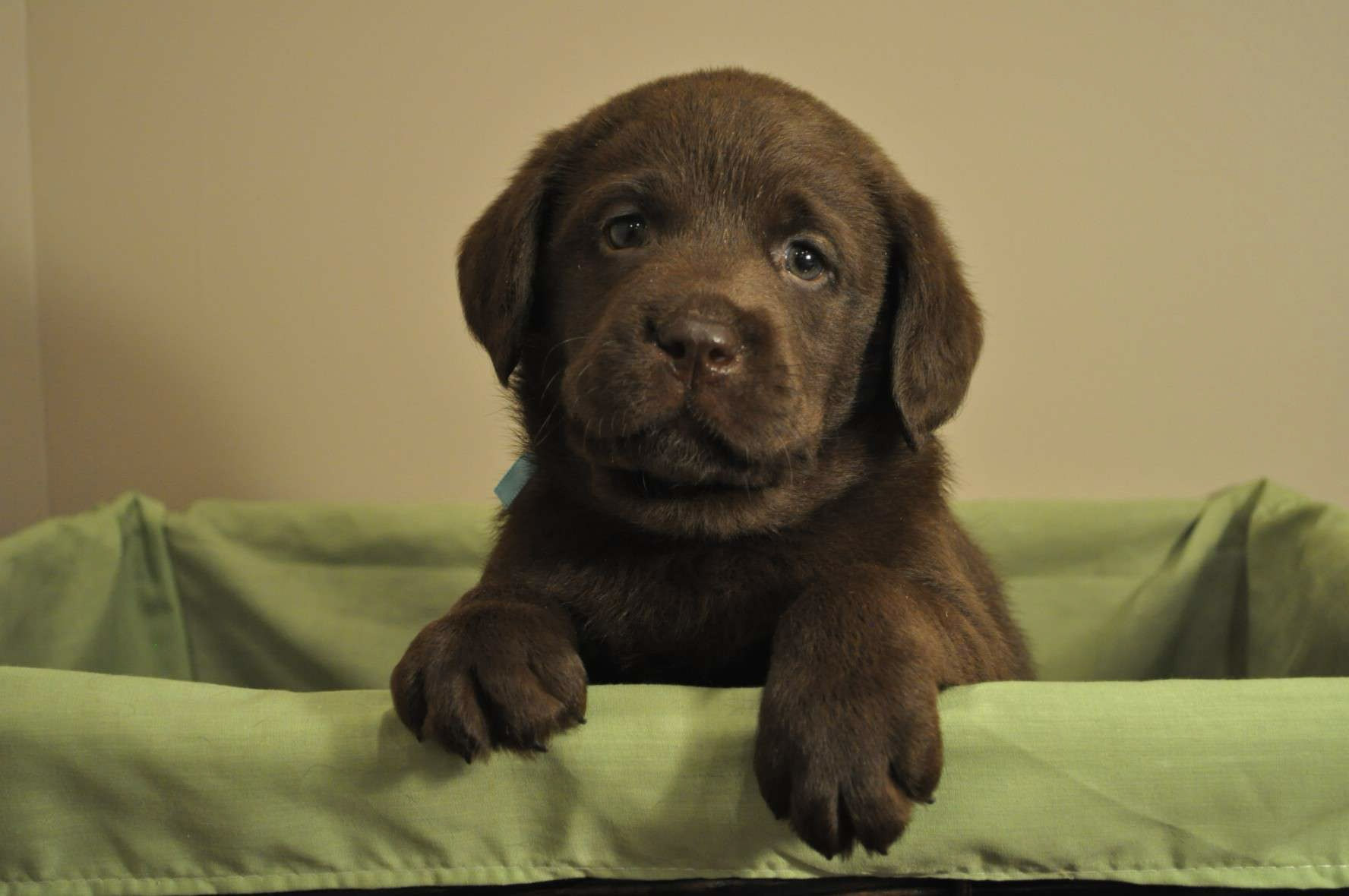 Chocolate Labrador puppy resting in a green basket